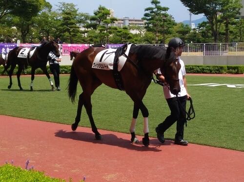 「一口馬主として愛馬のデビュー戦を全力で応援してきた【競馬】」のアイキャッチ画像